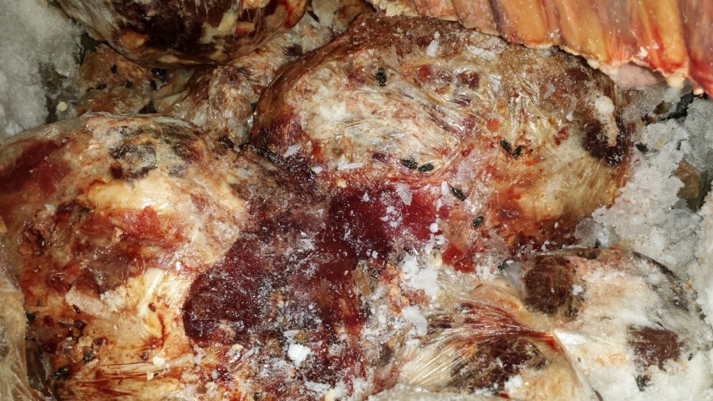 Carne congelada com as moscas