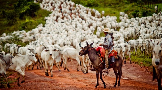 Agropecuária é a principal atividade econômica em mais da metade dos ...