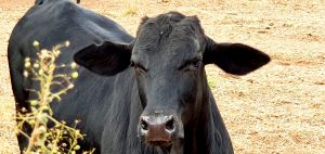 gado pecuária boi aftosa fazenda