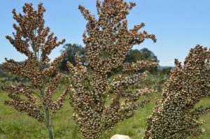 sorgo granifero