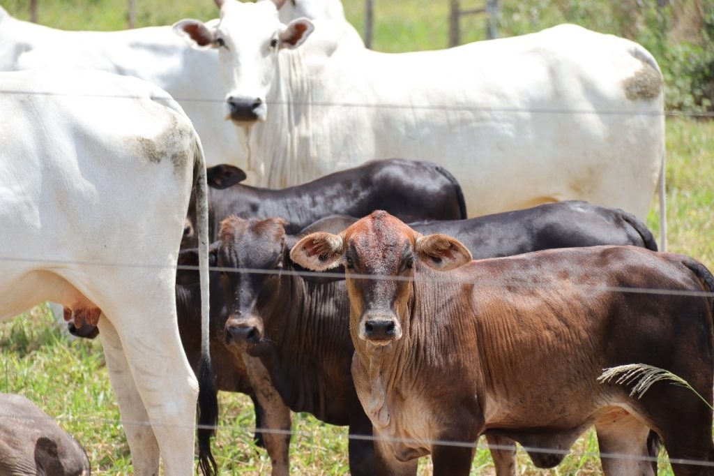 Produção agrícola total do Estado deverá superar os 106,5 milhões de toneladas neste ano