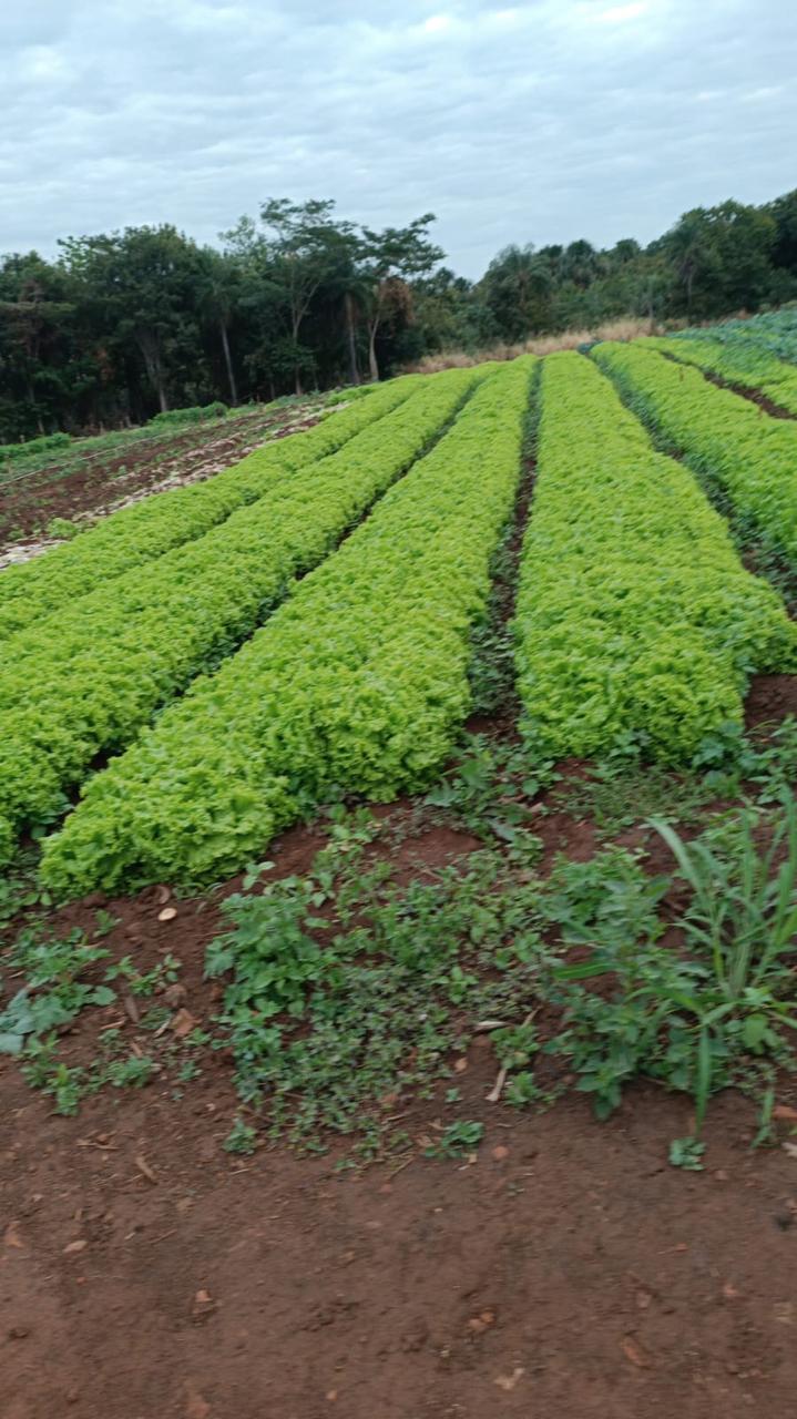 Governo Federal destina R$ 1 milhão ao PAA Quilombola em Mato Grosso do Sul Governo Federal destina R$ 1 milhão ao PAA Quilombola em Mato Grosso do Sul