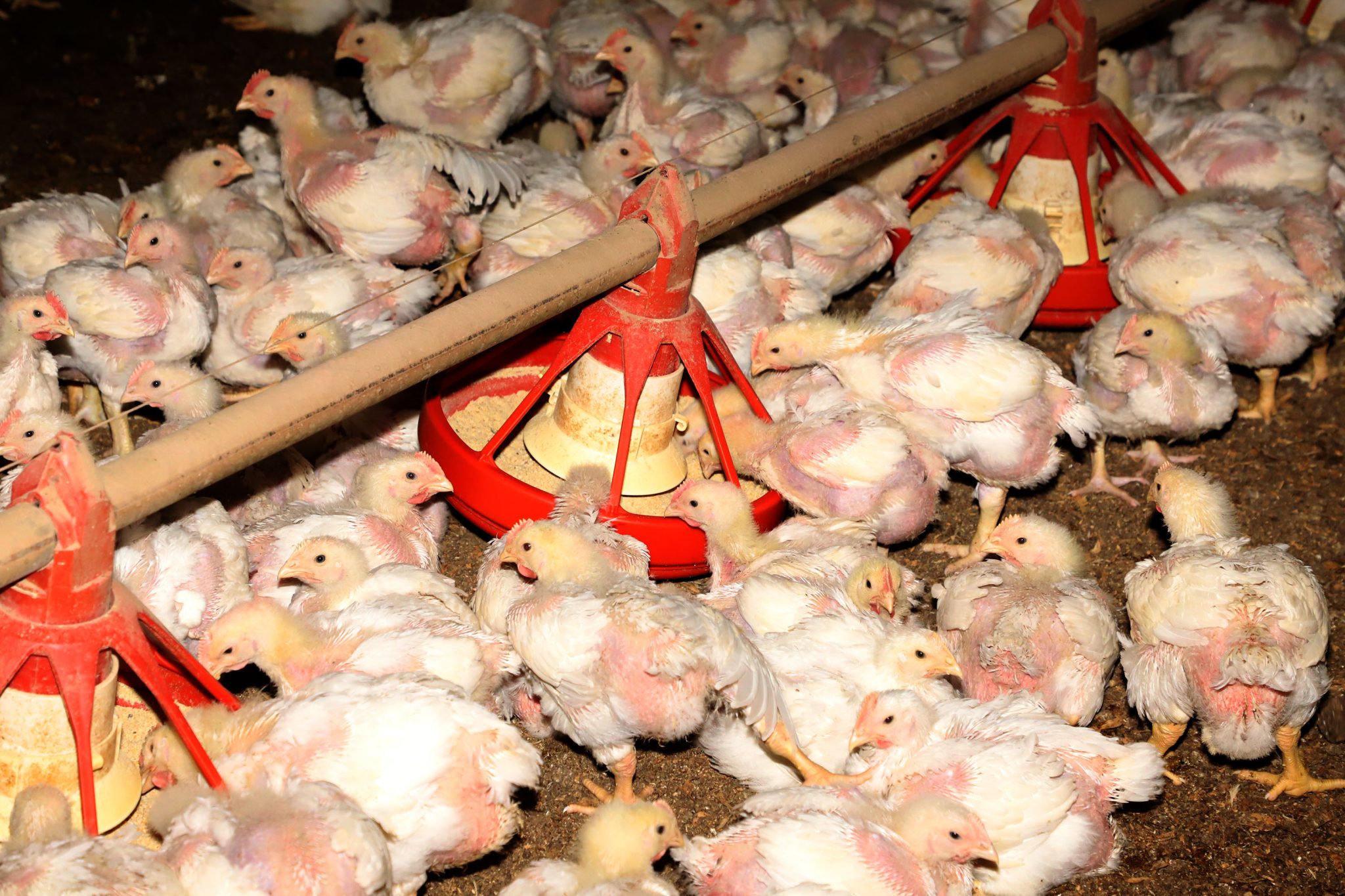 Programa Frango Vida fortalece avicultura e estimula projeto de escola avícola em Mato Grosso do Sul