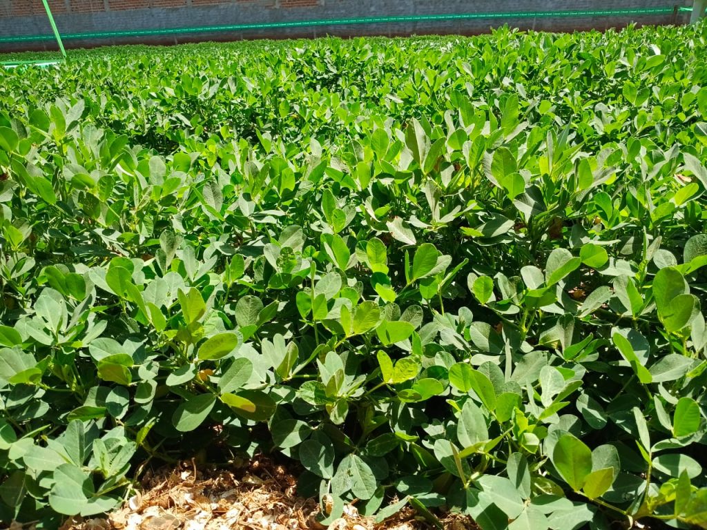 Semadesc fomenta cadeia do amendoim em MS, que deve crescer até 823% em produção