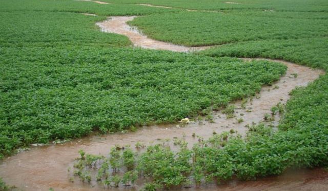 Chuva intensificou daninhas na soja. Químicos e plantio consorciado são  soluções