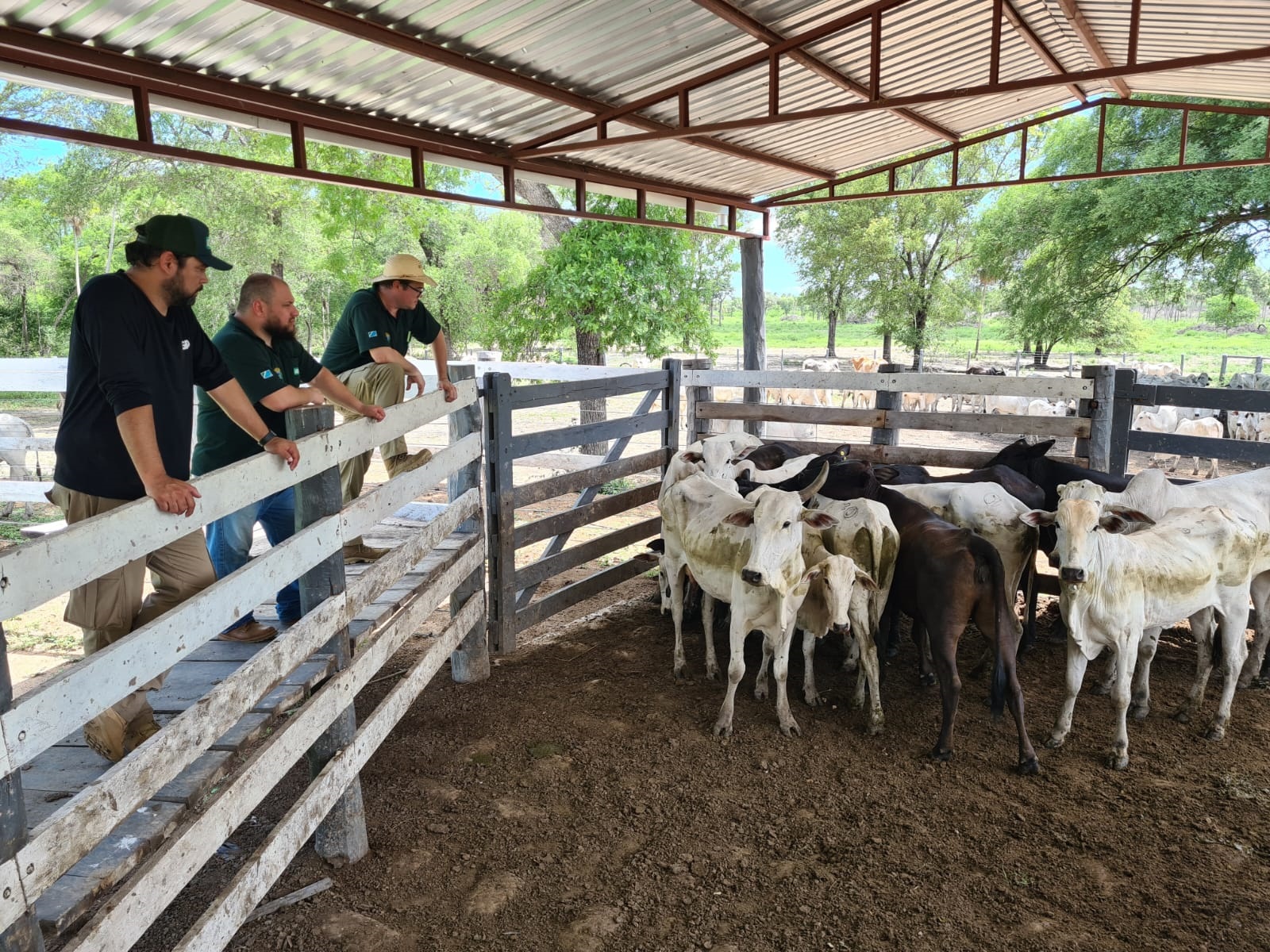 Fazenda Pouso Alto - Corumbá MS Gado Boiada Peão pantaneiro Fazenda  Pantanal Fazenda Pouso Alto Corumbá Mato Grosso do Sul Centro Oeste Brasil  Stock Photo - Alamy